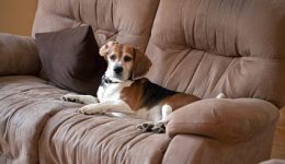 How to keep your pets off the furniture?