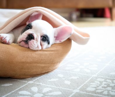 Cute 8 weeks old Pied French Bulldog Puppy resting in her bed