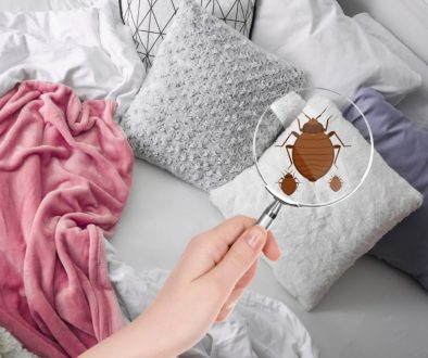 5 Ways to Check Your Mattress for Bed Bugs